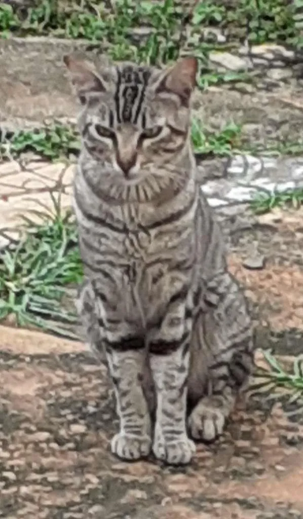 Gato ra a SRD-ViraLata idade 1 ano nome Chiquinho