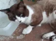 Paçoca