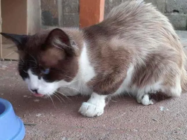 Gato ra a SRD-ViraLata idade 1 ano nome Paçoca