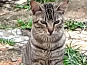 Gato raça SRD-ViraLata idade 1 ano nome Chiquinho