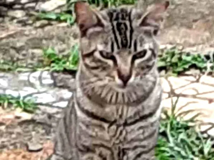 Gato ra a SRD-ViraLata idade 1 ano nome Chiquinho