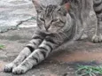 Chiquinho