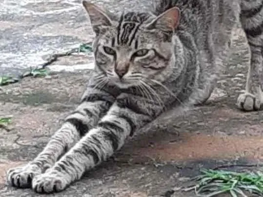 Gato ra a SRD-ViraLata idade 1 ano nome Chiquinho