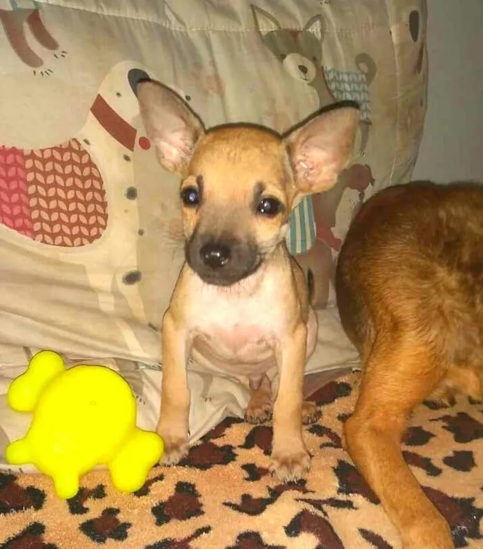 Cachorro raça  idade 2 a 6 meses nome Filhotes Sueli