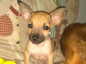 Cachorro raça  idade 2 a 6 meses nome Filhotes Sueli