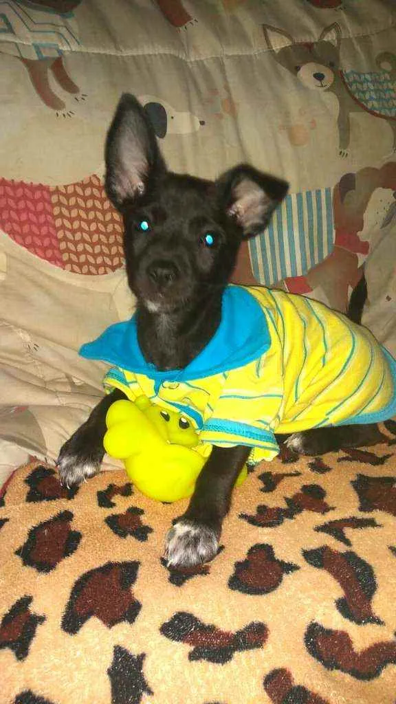 Cachorro raça  idade 2 a 6 meses nome Filhotes Sueli