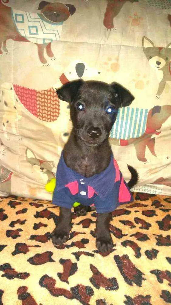 Cachorro raça  idade 2 a 6 meses nome Filhotes Sueli