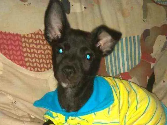 Cachorro raça  idade 2 a 6 meses nome Filhotes Sueli