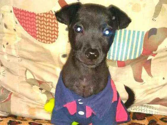 Cachorro raça  idade 2 a 6 meses nome Filhotes Sueli