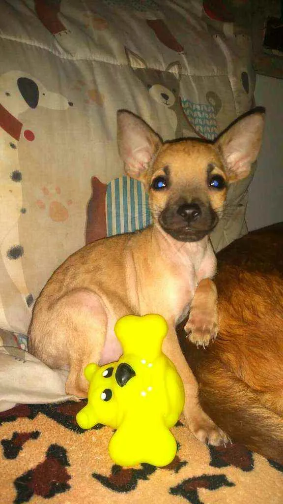 Cachorro raça  idade 2 a 6 meses nome Filhotes Sueli