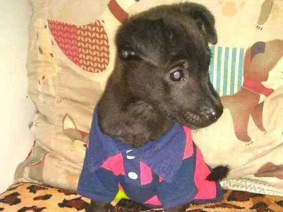 Cachorro raça  idade 2 a 6 meses nome Filhotes Sueli