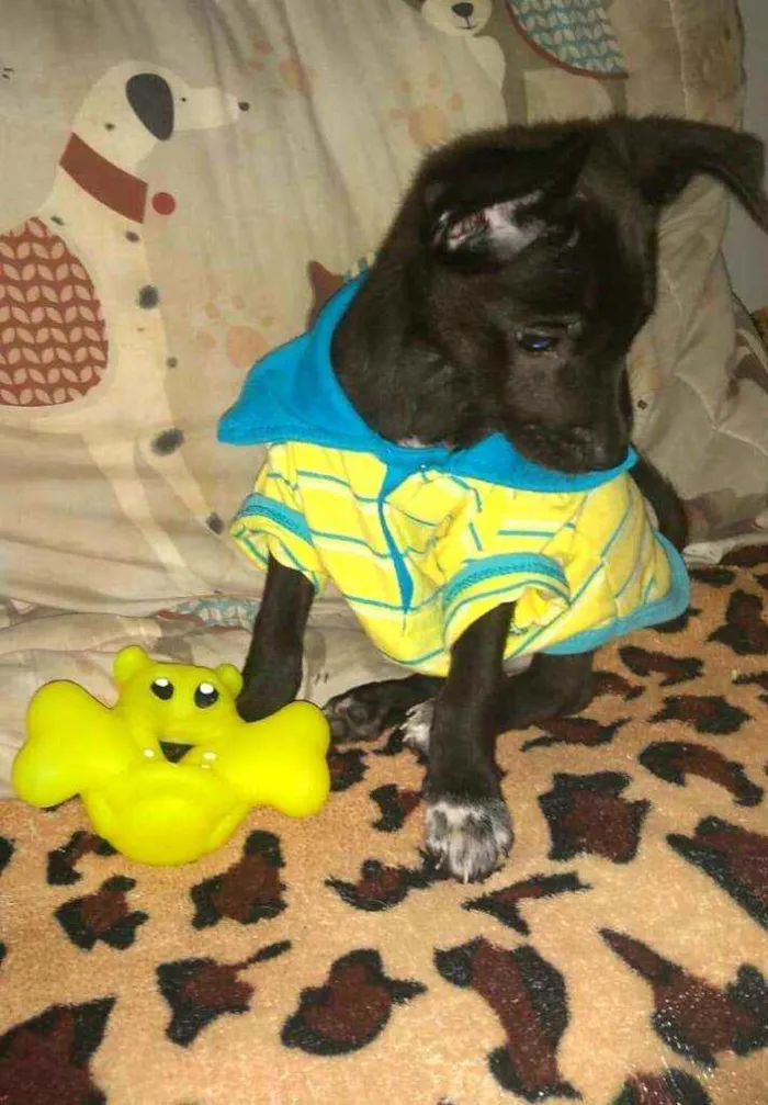 Cachorro raça  idade 2 a 6 meses nome Filhotes Sueli