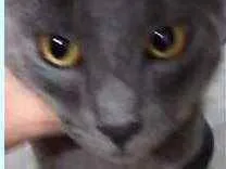 Gato raça Cinza blue  idade 2 a 6 meses nome Luna bb cinza blue 