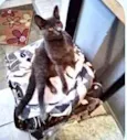 Gato raça Cinza blue  idade 2 a 6 meses nome Luna bb cinza blue 