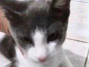 Gato raça Cinza blue e branca  idade 2 a 6 meses nome Kim bb cinza blue 