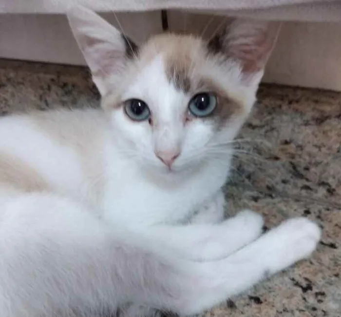 Gato raça Srd idade 2 a 6 meses nome Rafinha bb lindo 