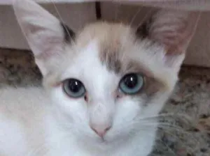 Gato raça Srd idade 2 a 6 meses nome Rafinha bb lindo 