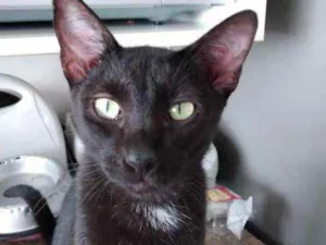 Gato raça Srd idade 7 a 11 meses nome Mel Linda boazinha 