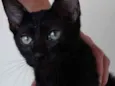 Gato raça Srd idade 2 a 6 meses nome Kitty bb Linda 