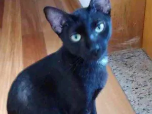 Gato raça Srd idade 7 a 11 meses nome Amanda bb Linda 