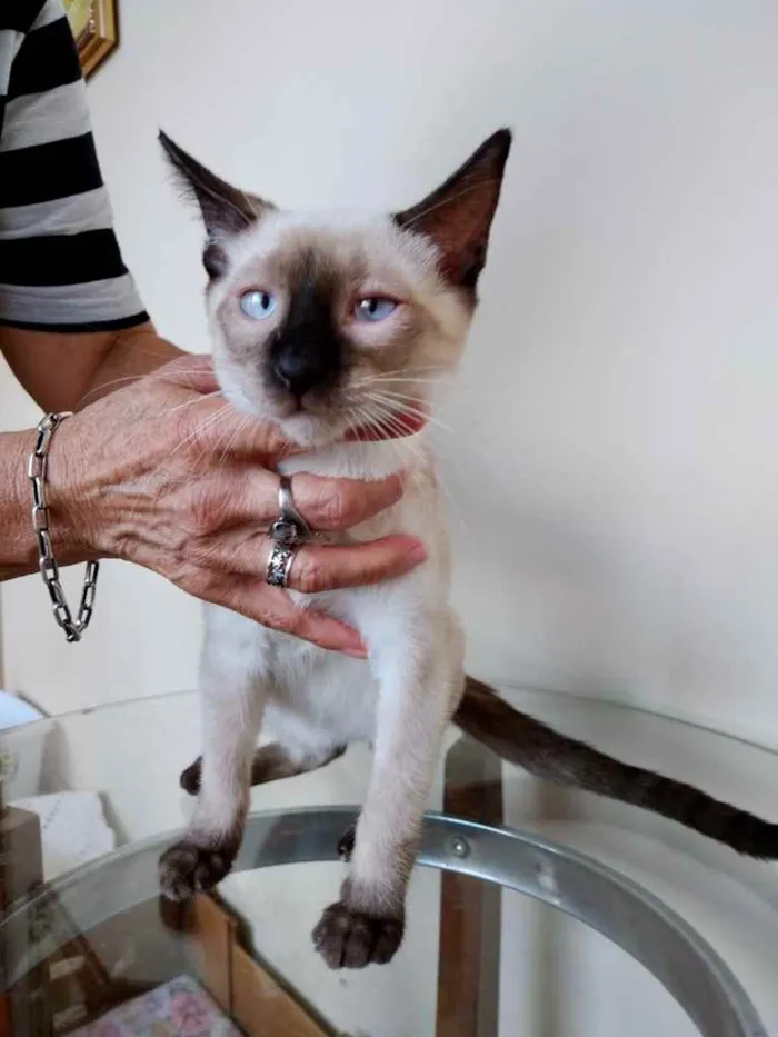 Gato raça Srd idade 2 a 6 meses nome Oslo bb lindo 