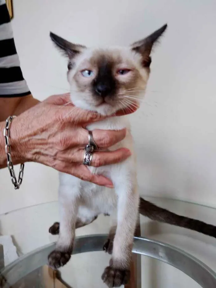 Gato raça Srd idade 2 a 6 meses nome Oslo bb lindo 