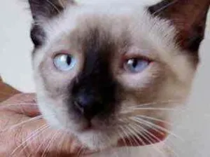 Gato raça Srd idade 2 a 6 meses nome Oslo bb lindo 