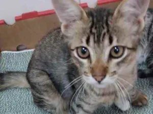 Gato raça Srd idade 2 a 6 meses nome Tigrinho bb lindo 