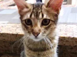 Gato raça Srd idade 2 a 6 meses nome Isabela bb Linda 