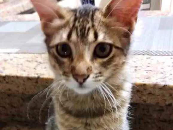 Gato raça Srd idade 2 a 6 meses nome Isabela bb Linda 