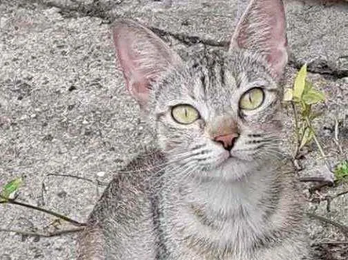 Gato raça Srd idade 7 a 11 meses nome Anna bb lindíssima 