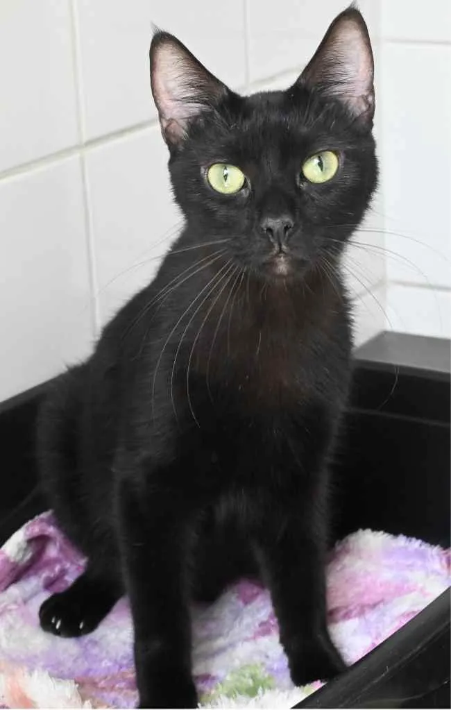 Gato raça Vira lata  idade 2 anos nome Quinho 