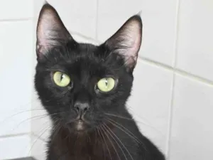 Gato raça Vira lata  idade 2 anos nome Quinho 