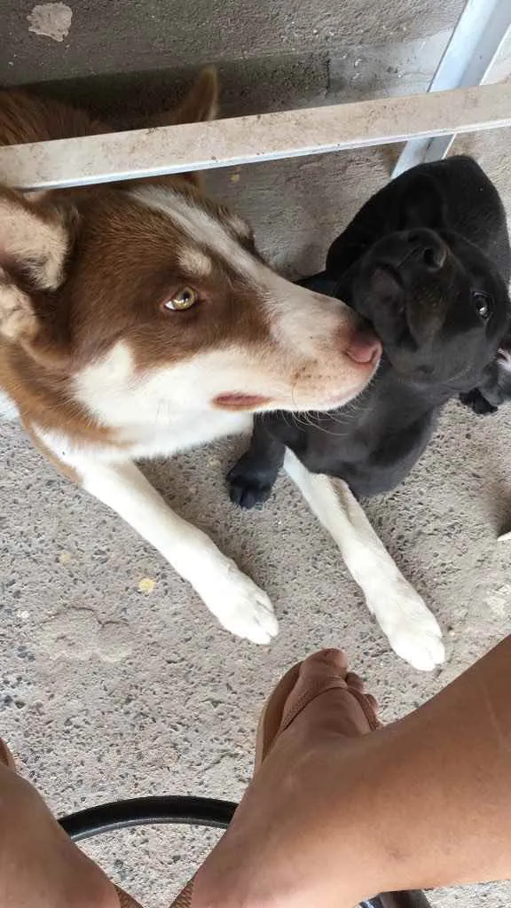 Cachorro ra a Husky e Border Collie idade 1 ano nome Marvim 