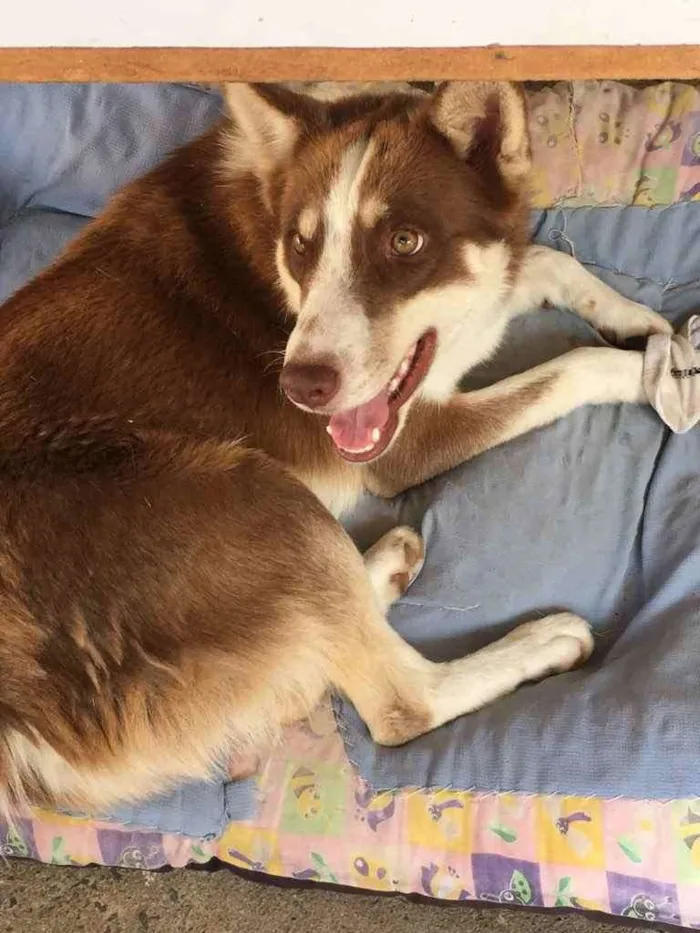 Cachorro ra a Husky e Border Collie idade 1 ano nome Marvim 