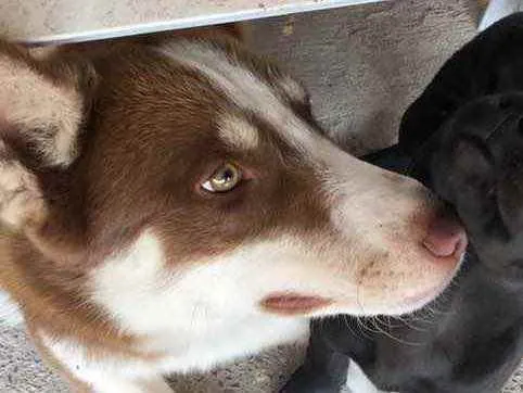 Cachorro ra a Husky e Border Collie idade 1 ano nome Marvim 