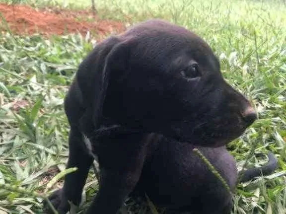 Cachorro ra a Indefinida idade Abaixo de 2 meses nome Sem nome ainda