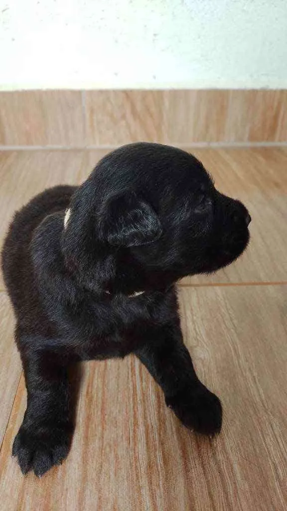 Cachorro raça Pastor Belga idade Abaixo de 2 meses nome Sem nome