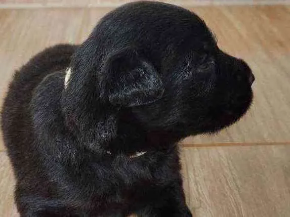 Cachorro raça Pastor Belga idade Abaixo de 2 meses nome Sem nome