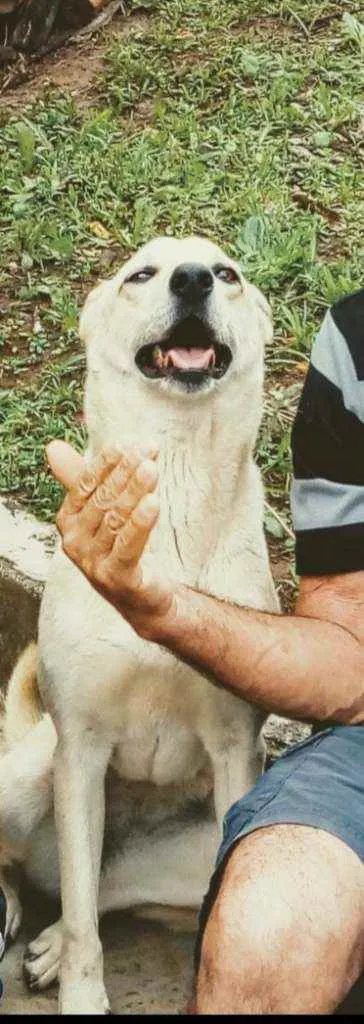 Cachorro ra a Vira lata idade 5 anos nome Suzi