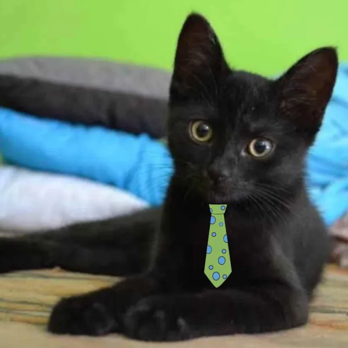 Gato ra a SRD idade 2 a 6 meses nome Floquinho 