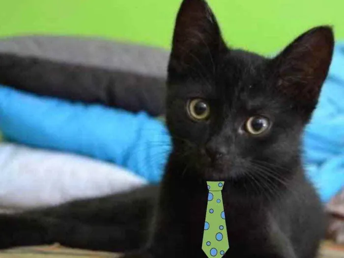 Gato ra a SRD idade 2 a 6 meses nome Floquinho 