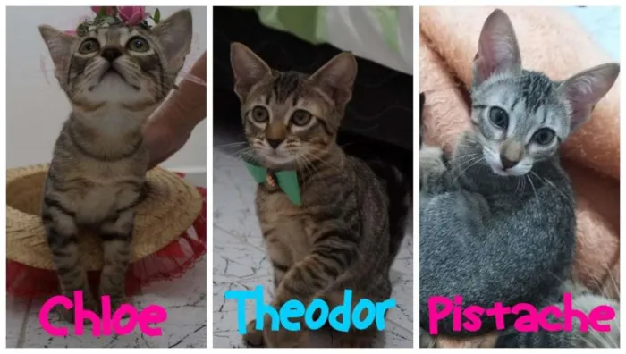 Gato ra a SRD-ViraLata idade 2 a 6 meses nome Gatinhos