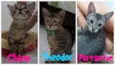 Gatinhos