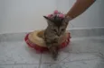 Gatinhos