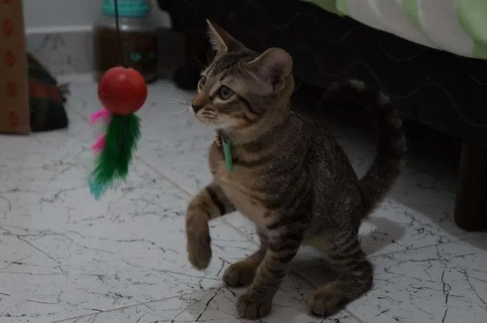 Gato ra a SRD-ViraLata idade 2 a 6 meses nome Gatinhos