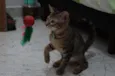 Gatinhos