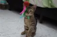 Gatinhos