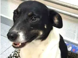 Cachorro raça Vira lata  idade 2 anos nome Pamela 