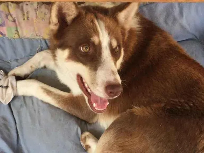 Cachorro ra a Husky e Border Collie idade 1 ano nome Marvim 